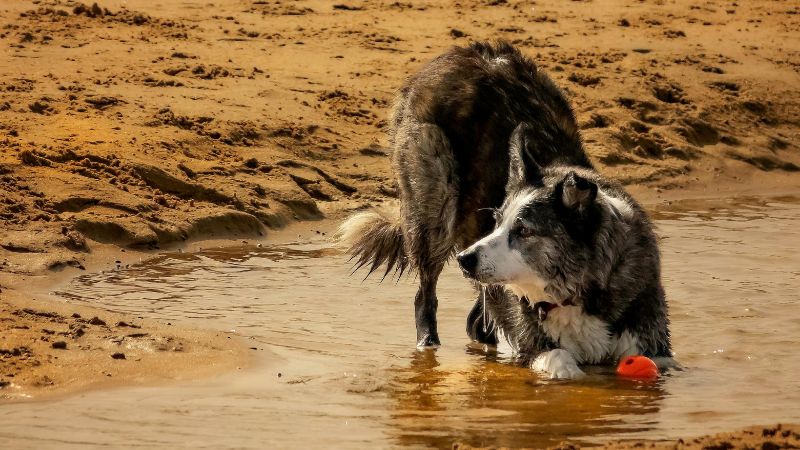 Maverick personality dog demonstrating independent exploration behavior on a mountain trail, showing typical active and brave traits while maintaining social connection with handler at a respectful distance.