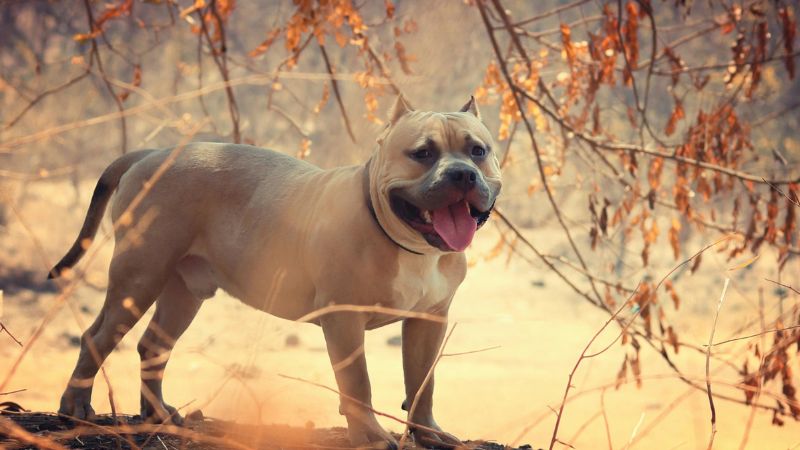 Sprinter personality dog demonstrating selective exploration behavior, showing warm social connection followed by independent investigation of surroundings, typical of cautious yet fellowship-oriented traits.