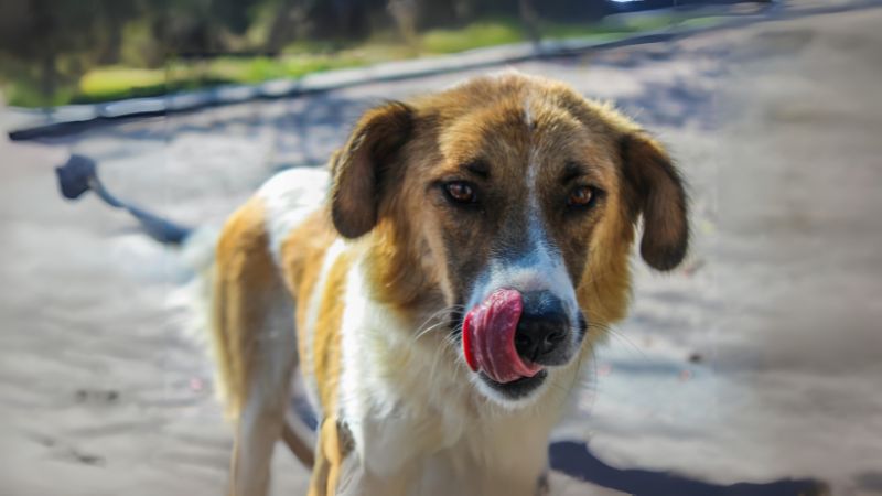 Ambassador personality dog demonstrating social diplomat behavior with gentle, cautious greeting approach while showing active and fellowship traits with supportive handler guidance.