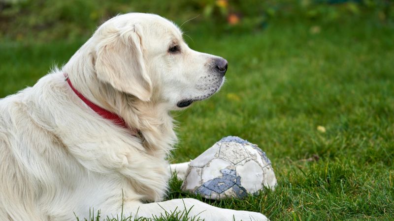 Ranger personality dog demonstrating confident wanderer behavior with independent exploration on a trail, showing typical active, reserved, and bold traits while maintaining autonomous distance from handler.