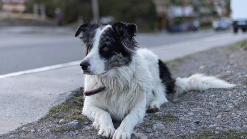 Sentinel personality dog demonstrating devoted guardian behavior with focused attention and protective stance, showing typical active, reserved, and bold traits while maintaining loyal connection with handler.