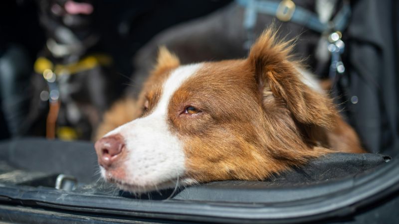 Nomad personality dog demonstrating quiet wanderer behavior with independent territorial movement, showing typical active, reserved, and independent traits while maintaining autonomous patrol patterns.