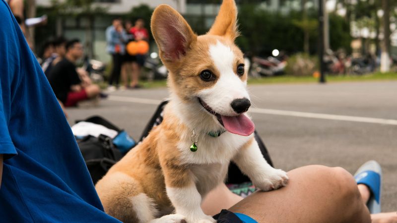 Sage personality dog demonstrating wise friend behavior with thoughtful observation and gentle social engagement, showing typical calm, fellowship, and independent traits during problem-solving activity.