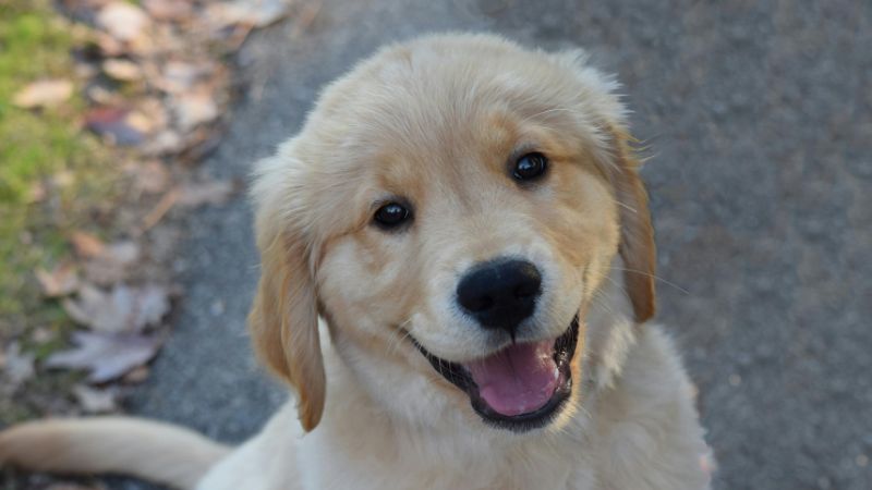 Anchor personality dog demonstrating steady companion behavior with calm social presence, showing typical gentle fellowship and teachable traits during peaceful family interaction.