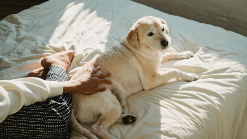 Companion personality dog demonstrating gentle heart behavior with tender emotional connection, showing typical calm, fellowship, and sensitive traits during loving family interaction.