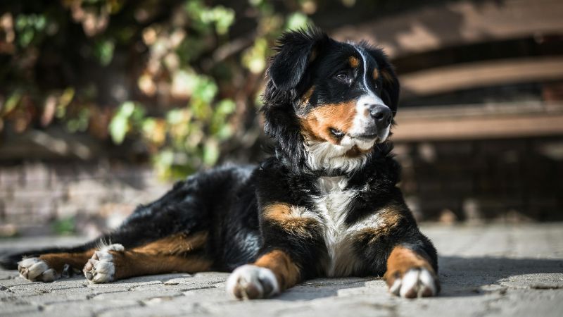 Custodian personality dog demonstrating reliable guardian behavior with professional competence and purpose-driven focus, showing typical calm, reserved, bold, and responsive traits during meaningful work.